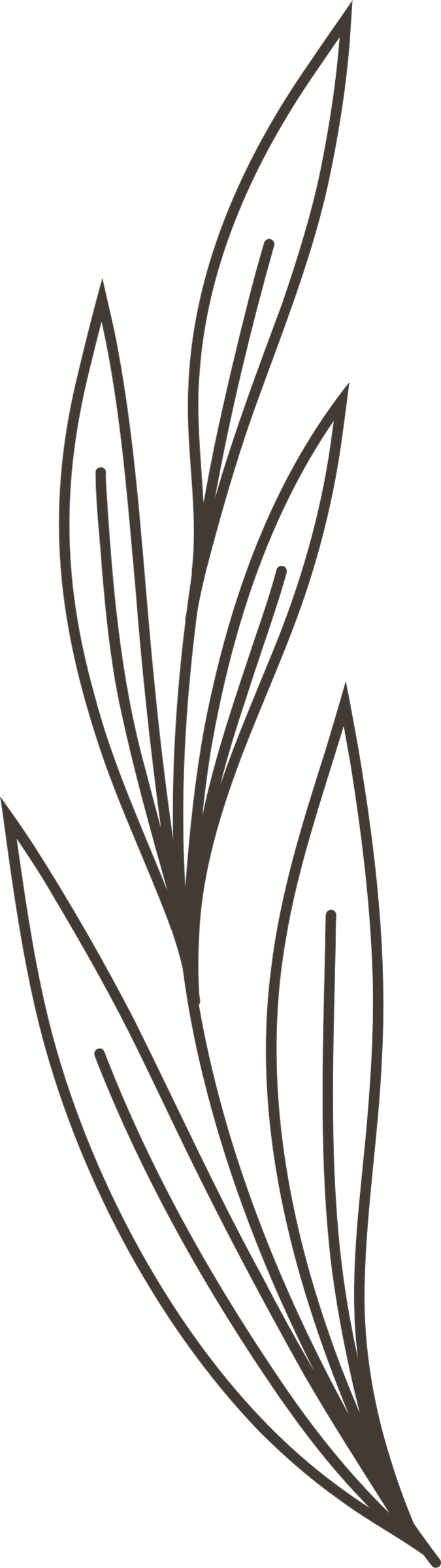 Plante décorative gauche pour ambiance zen